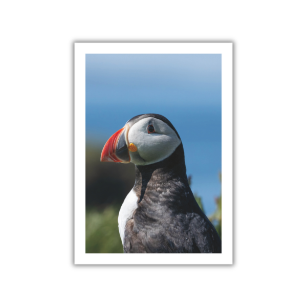 Puffin Photo Book - Image 2