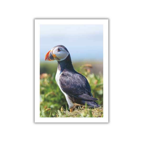Puffin Photo Book - Image 4