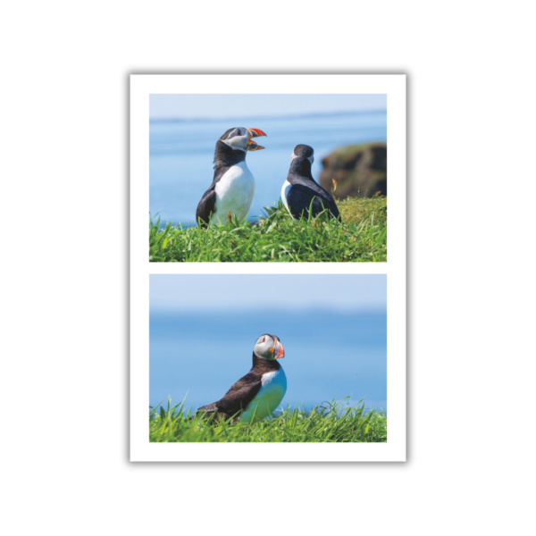 Puffin Photo Book - Image 3