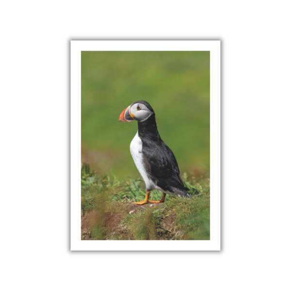Puffin Photo Book - Image 5
