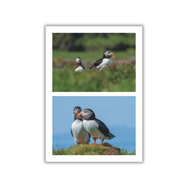 Puffin Photo Book - Image 6