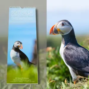 2025 Puffin Calendar