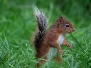 Red Squirrel