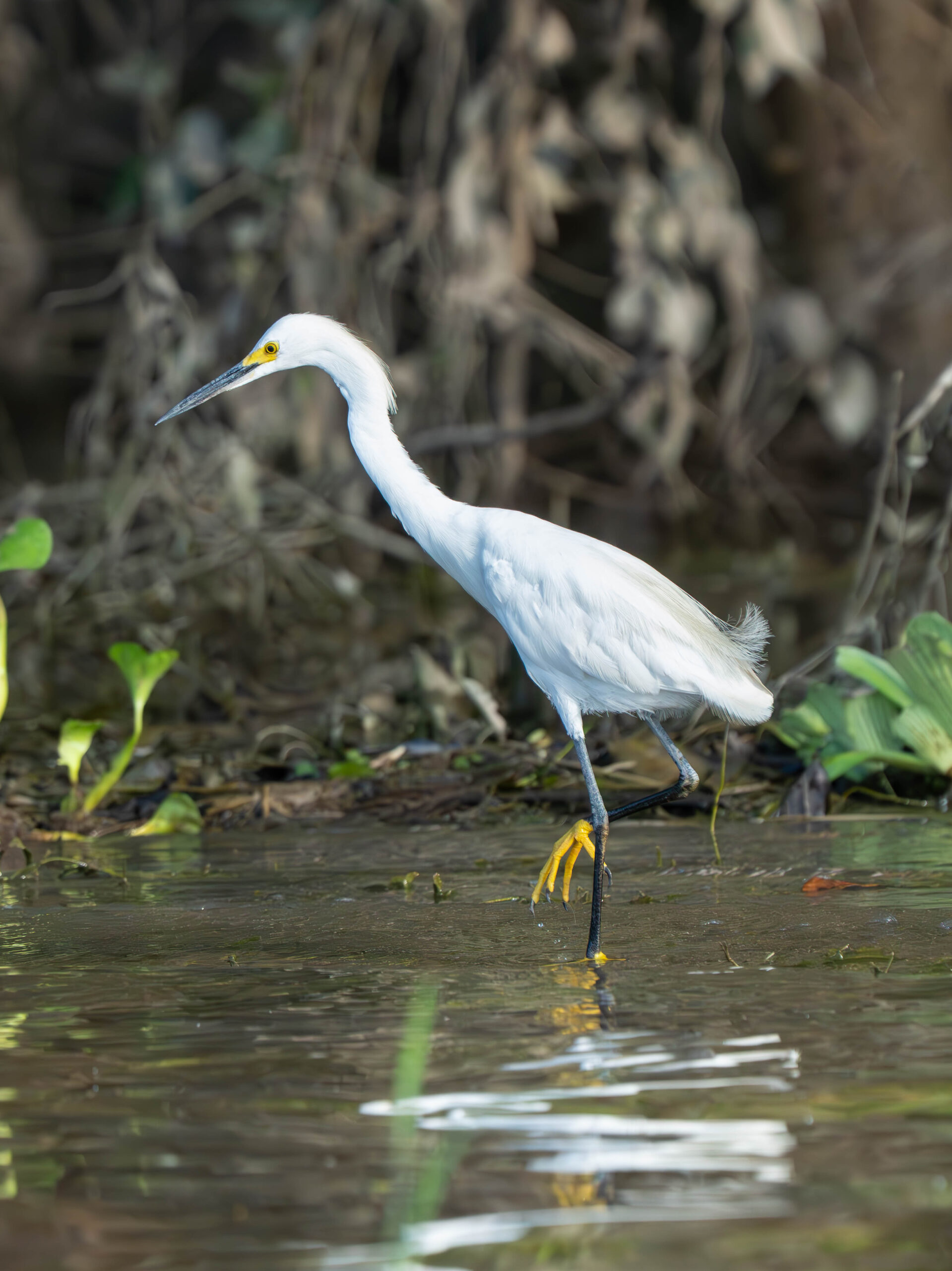 Egret