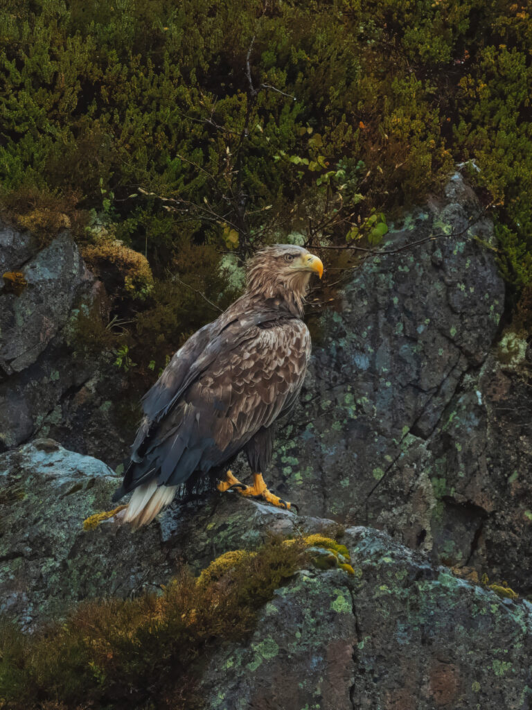 White Tailed Eagle