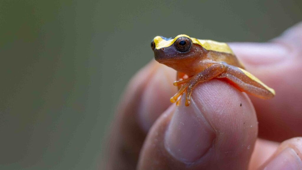 Giraffe frog