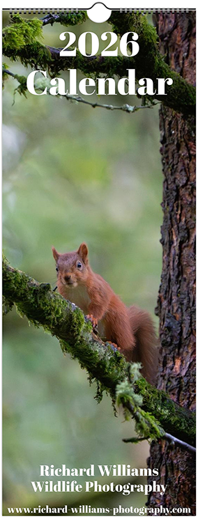Squirrel Calendar small